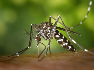 ¿Miedo al virus Zika?. Ir o no a los Juegos Olímpicos de Río