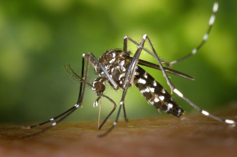 virus Zika