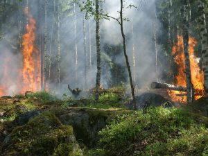 Incendios forestales: ¿cómo pueden ayudar los peritos?